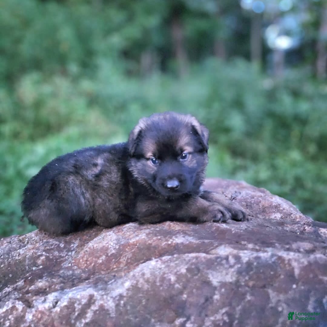 German Shepherd dogs for sale: Kora - Image 13