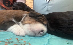 Bernedoodle dogs for sale: Tri Color Girl - Image 6