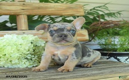 French Bulldog dogs for sale: Toby - Image 2