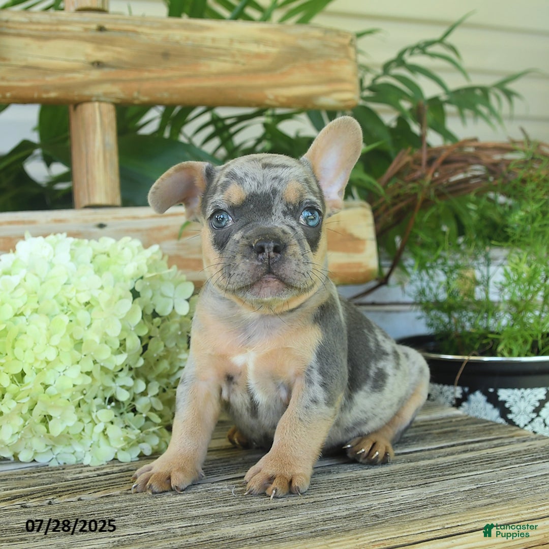 French Bulldog dogs for sale: Toby - Image 2