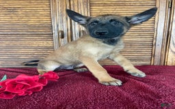 Belgian Malinois dogs for sale: Denny - Image 3