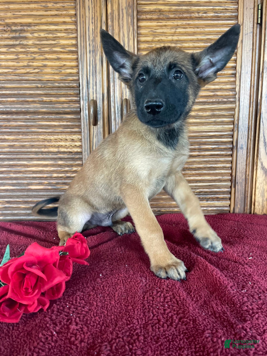 Belgian Malinois dogs for sale: Denny - Image 3