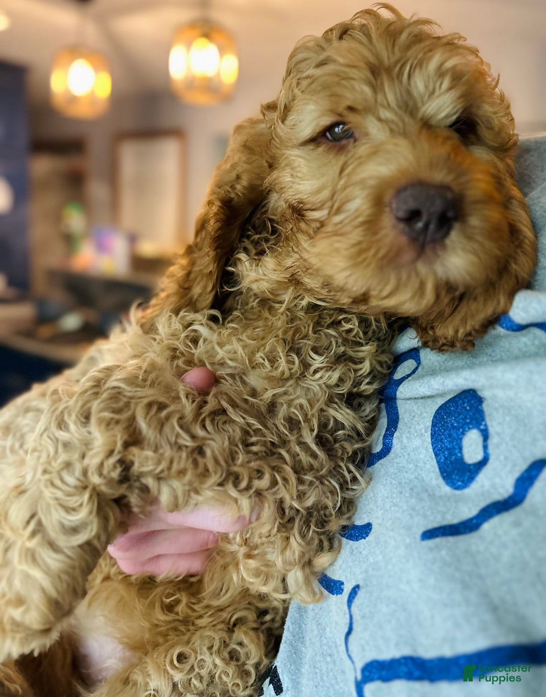 Goldendoodle dogs for sale: Percy - Image 2