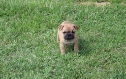French Bulldog dogs for sale: Sheila - Image 10