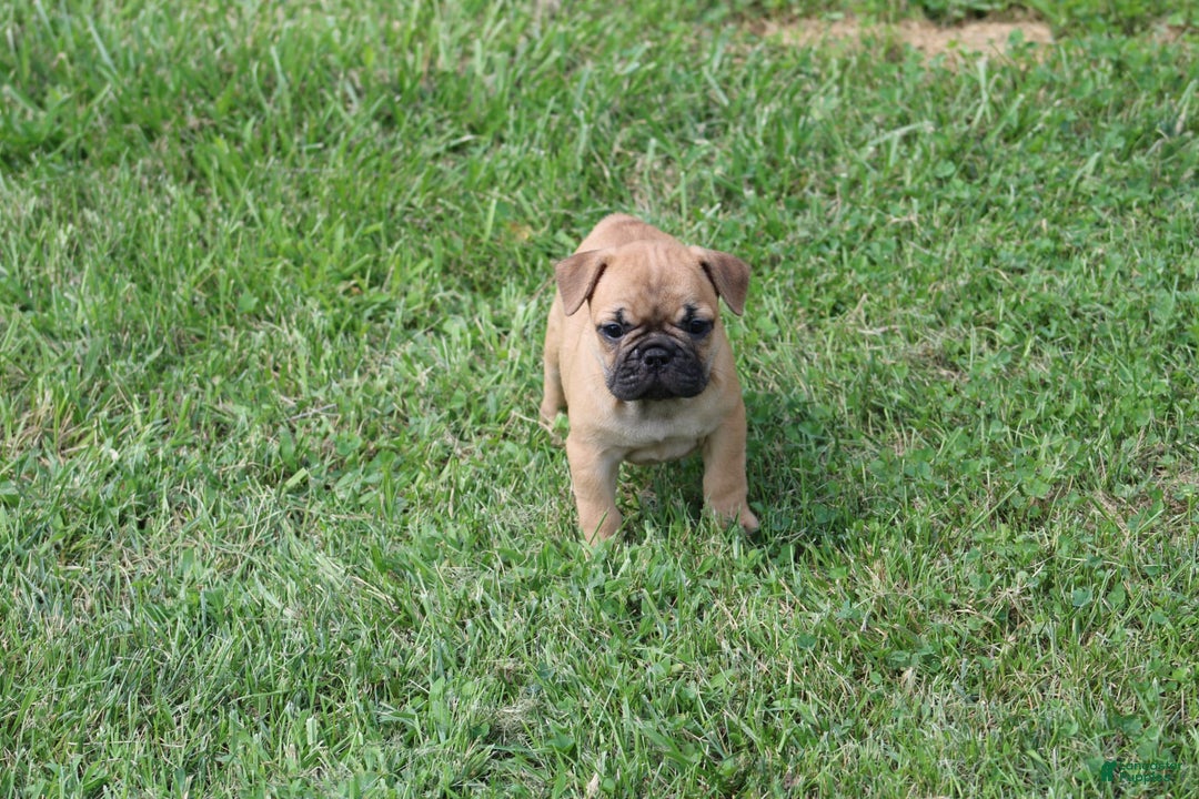 French Bulldog dogs for sale: Sheila - Image 10