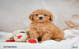 Bichpoo dogs for sale: Deborah - Image 6