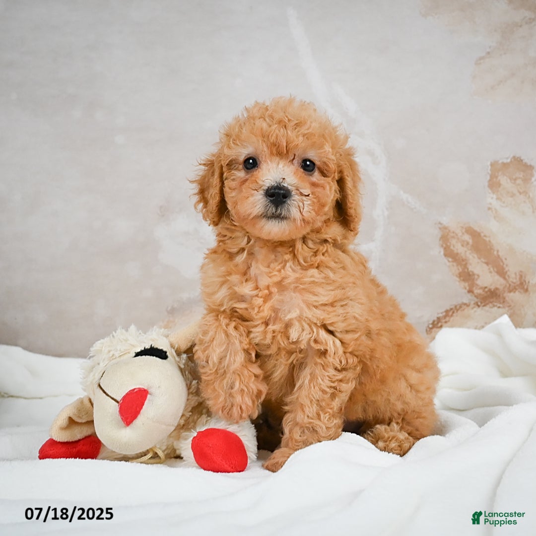Bichpoo dogs for sale: Deborah - Image 6