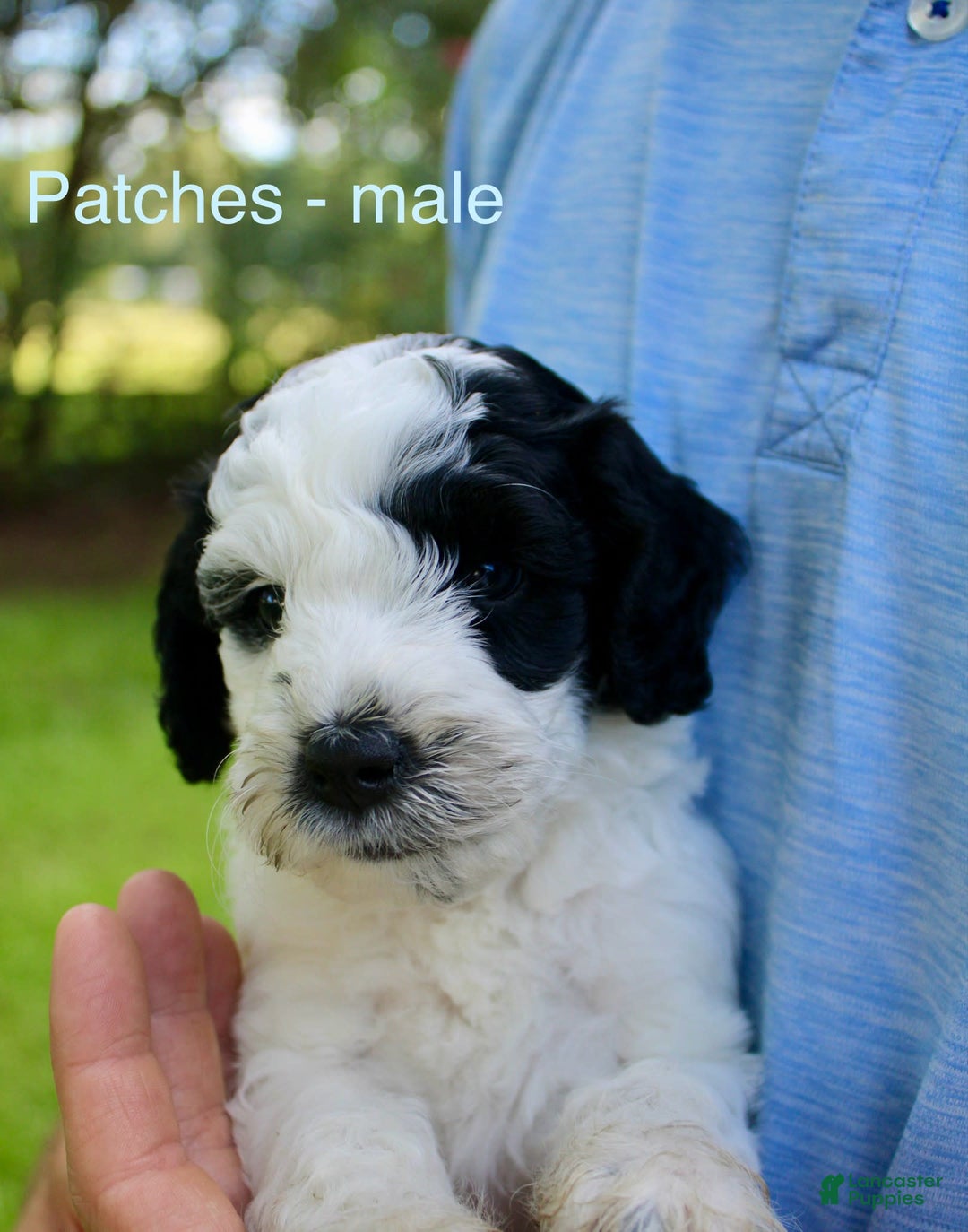  dogs for sale: Patches - Image 1