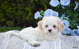 Cavapoo dogs for sale: Harmony - Image 5