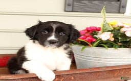 English Springer Spaniel dogs for sale: Abby - Image 1