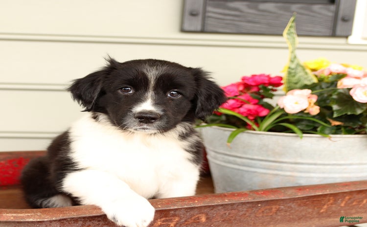 English Springer Spaniel dogs for sale - Ad 1