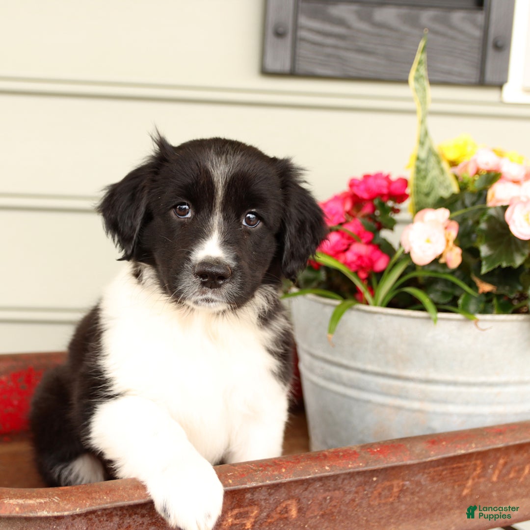 English Springer Spaniel dogs for sale: Abby - Image 1