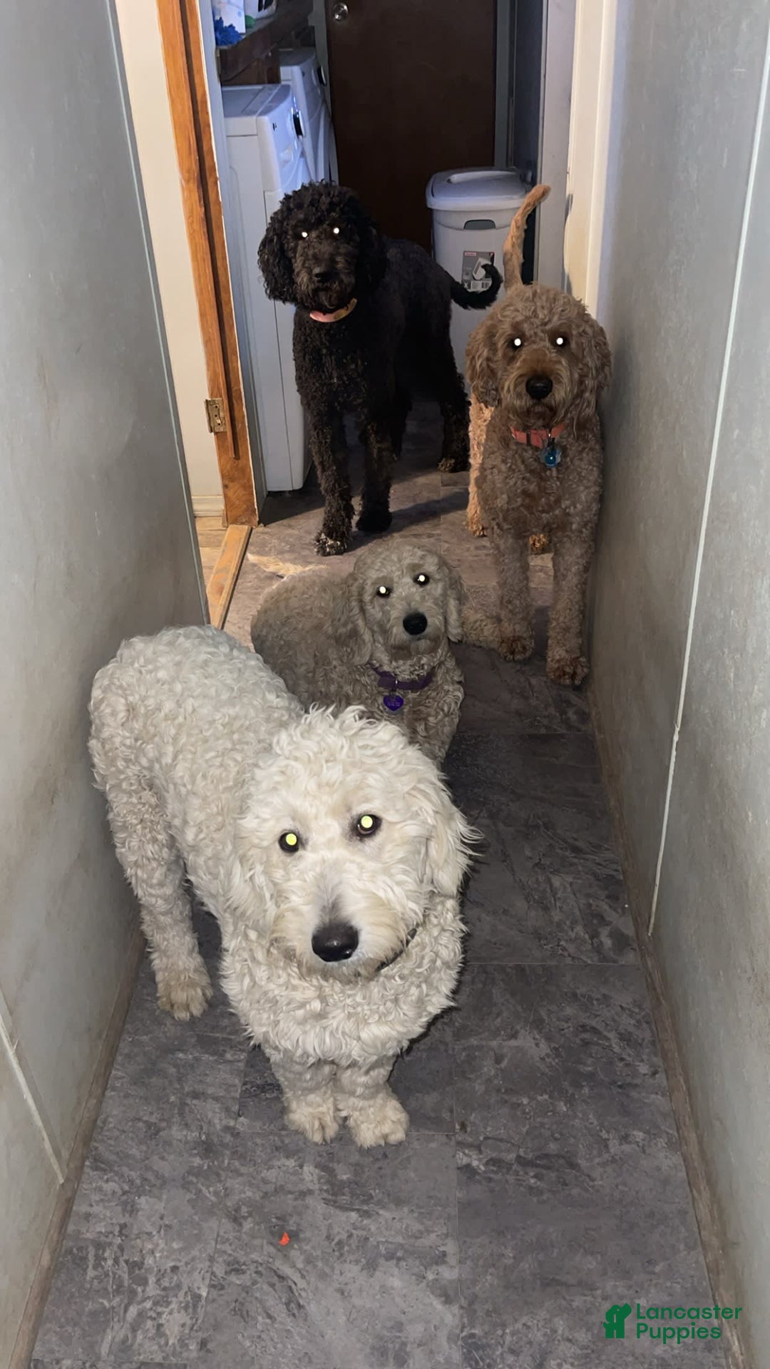 Goldendoodle dogs for sale: Red Collar Male - Image 2