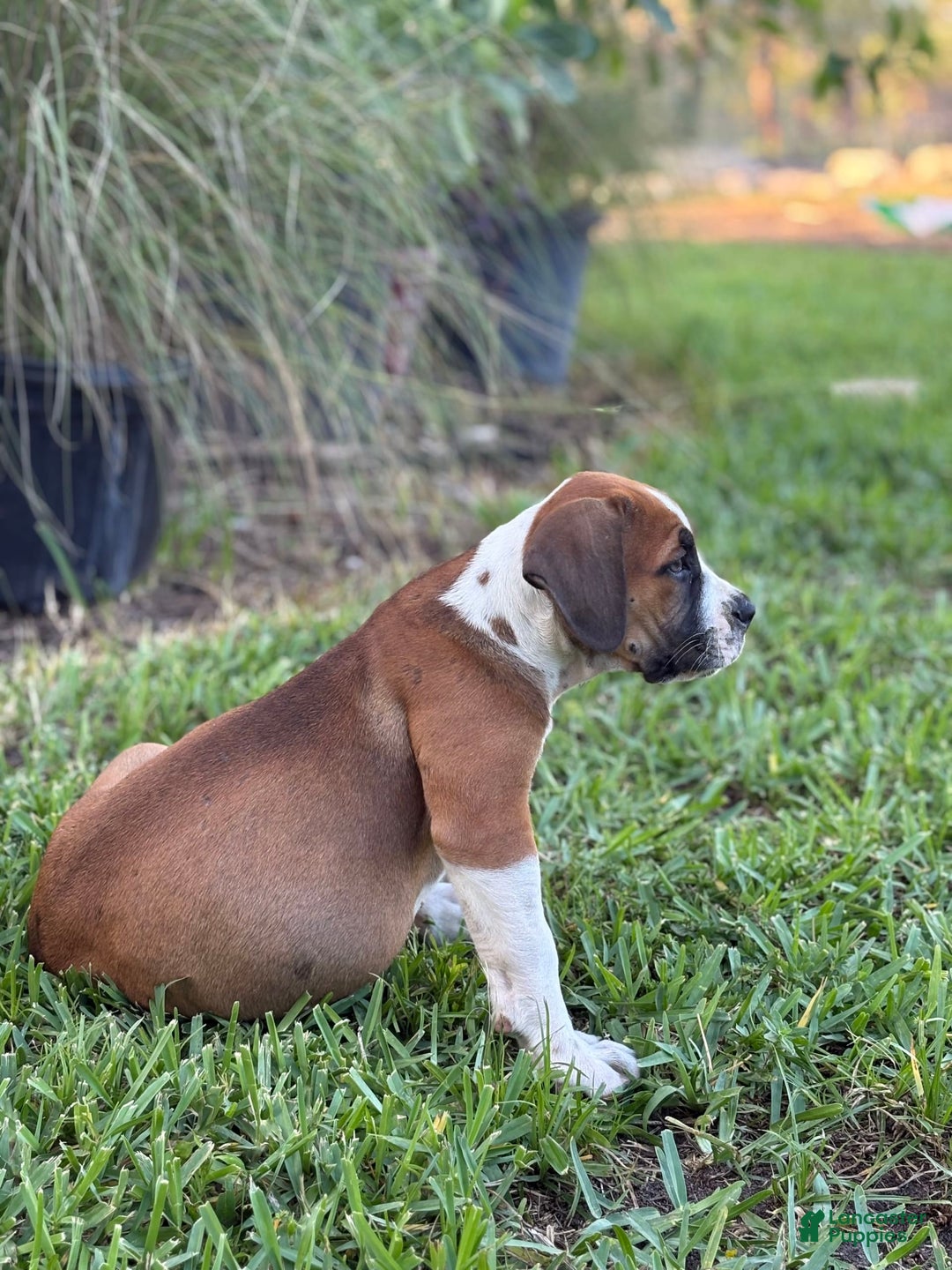 South African Boerboels dogs for sale: Galloway Girl - Image 4