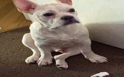 French Bulldog dogs for sale: Owen - Image 2