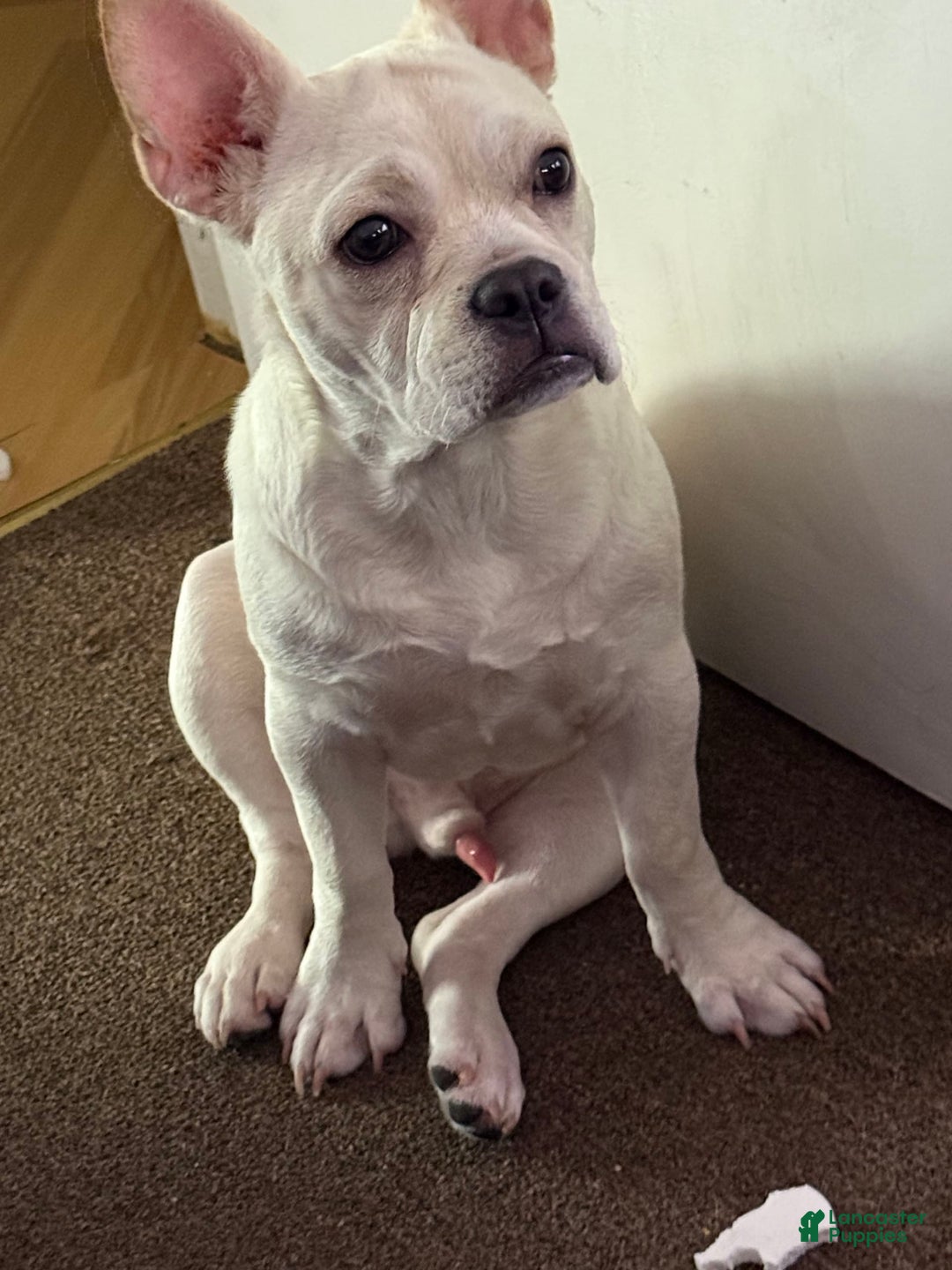 French Bulldog dogs for sale: Owen - Image 2