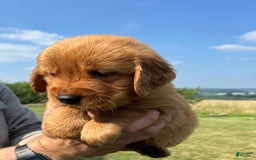 Golden Retriever dogs for sale: Honey - Image 7