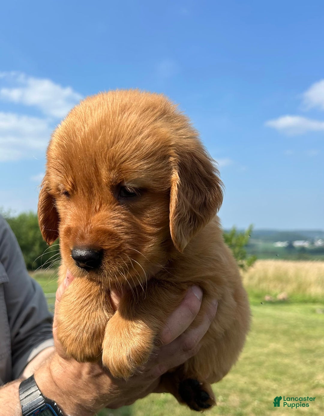 Golden Retriever dogs for sale: Honey - Image 7