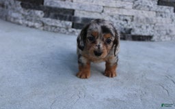 Miniature Dachshund dogs for sale: Carrie Mini - Image 9