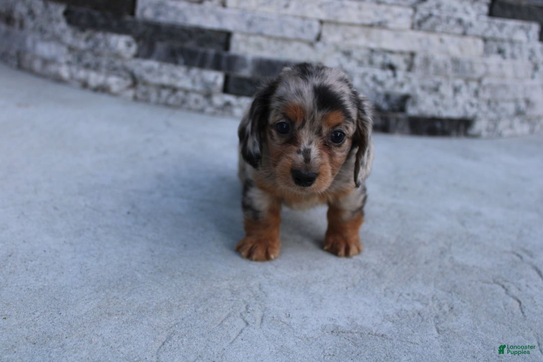 Miniature Dachshund dogs for sale: Carrie Mini - Image 9