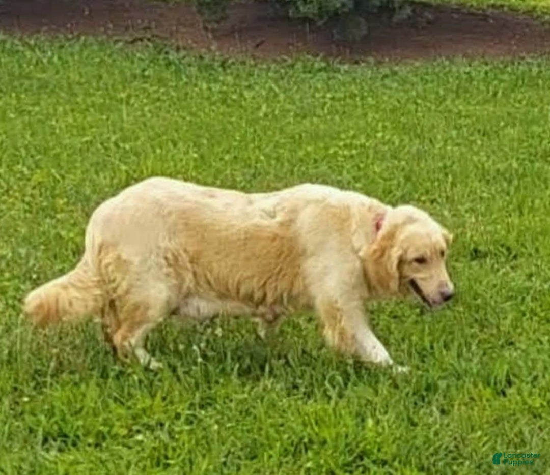 Golden Retriever dogs for sale: Mia - Image 5