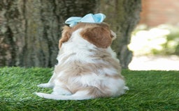 Cavalier King Charles Spaniel dogs for sale: Sasha - Image 8