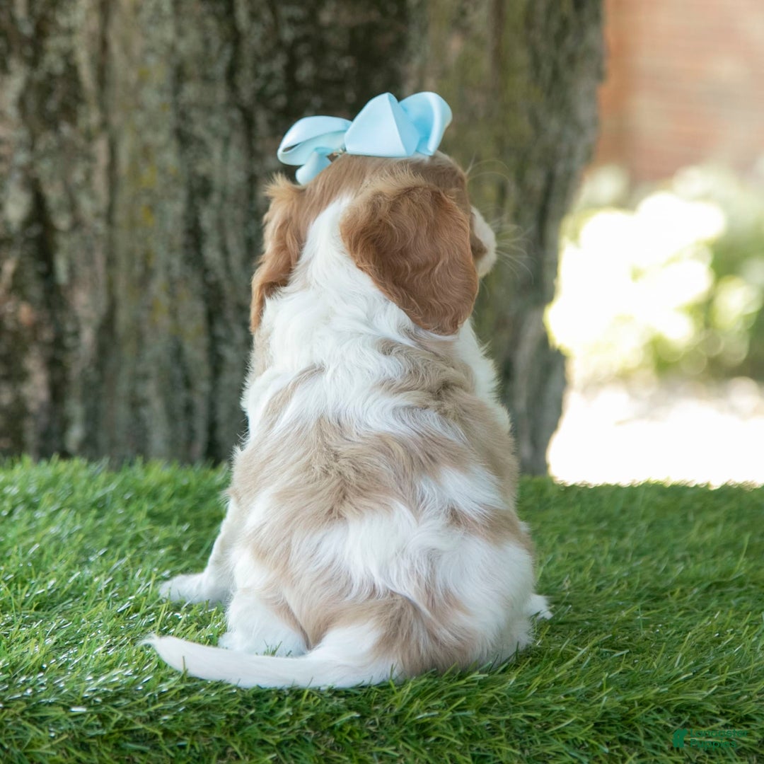 Cavalier King Charles Spaniel dogs for sale: Sasha - Image 8