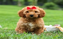 Goldendoodle dogs for sale: Brooklyn - Image 6