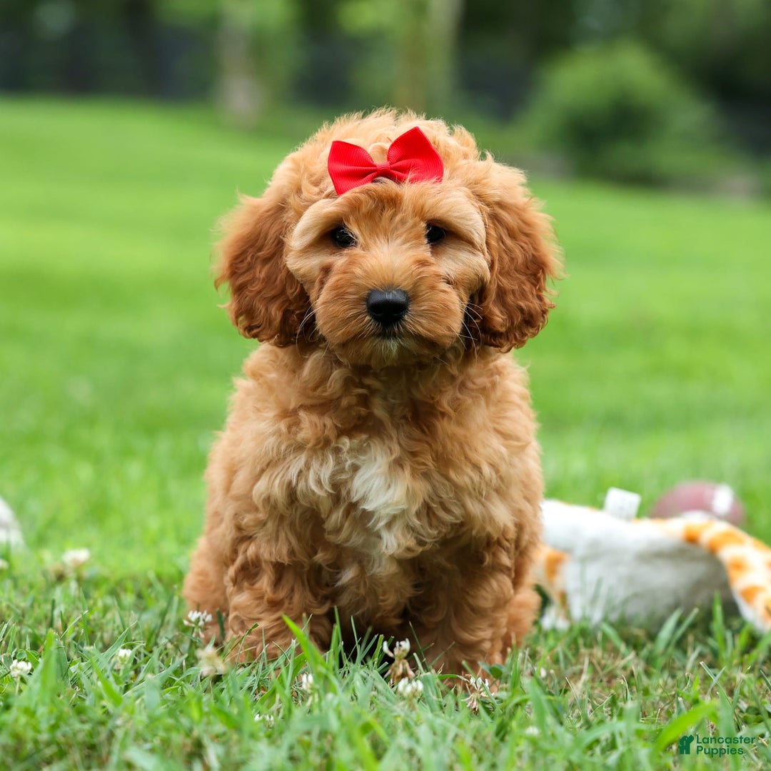 Goldendoodle dogs for sale: Brooklyn - Image 6