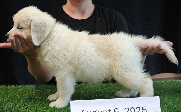 Golden Retriever dogs for sale - Ad 3