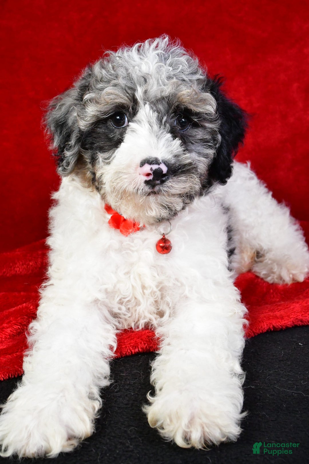Miniature Poodle dogs for sale: Kyler - Image 8