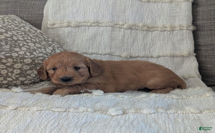 Mini Goldendoodle dogs for sale - Ad 3