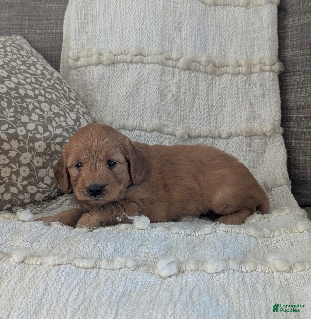 Mini Goldendoodle dogs for sale: Hailey - Image 1