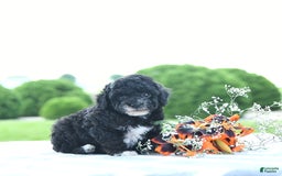 Toy Poodle dogs for sale: Kobey - Image 1