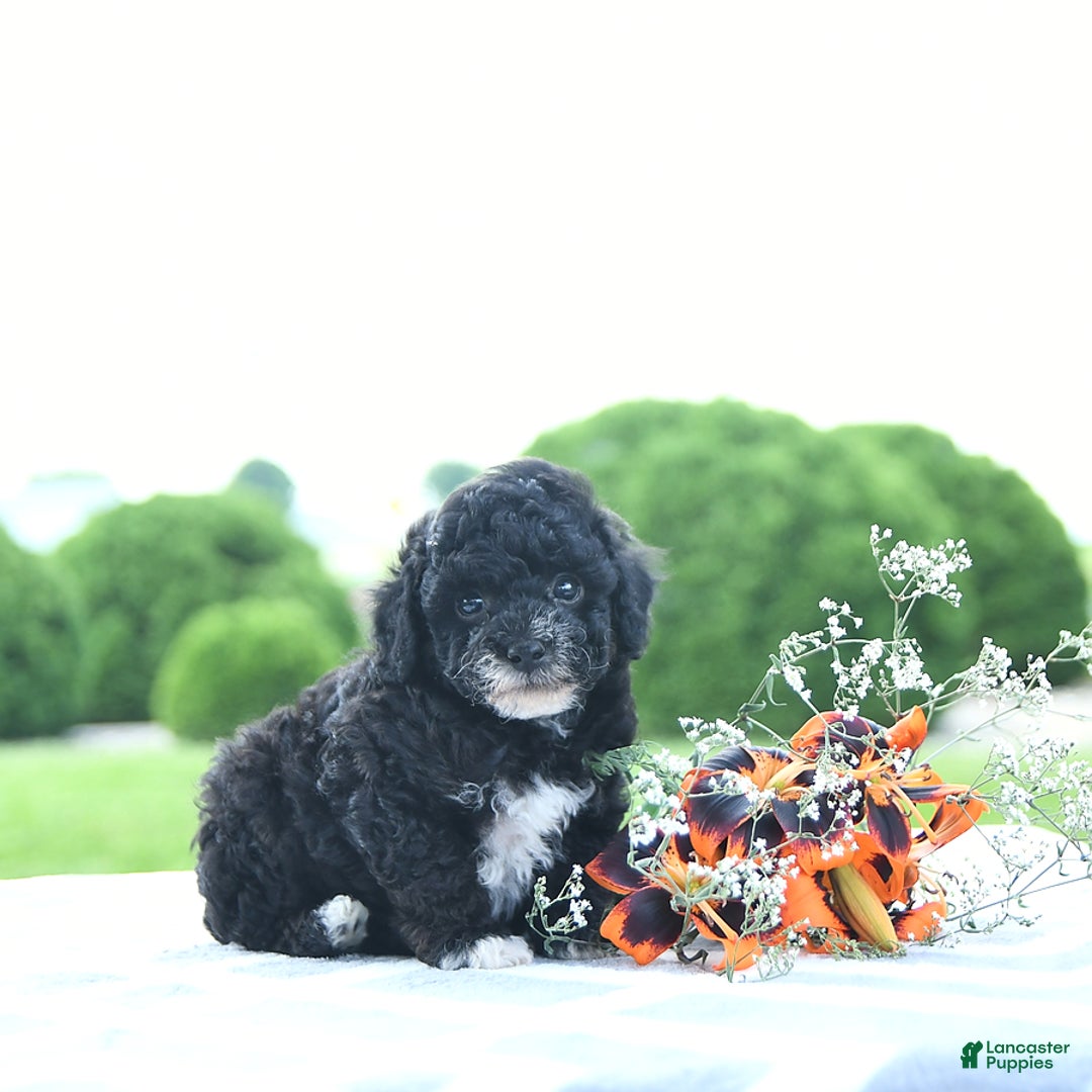 Toy Poodle dogs for sale: Kobey - Image 1