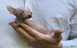 Chihuahua dogs for sale: Trumpette - Image 15