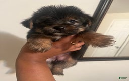 Yorkshire Terrier dogs for sale: Marcie - Image 1