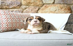 Olde English Bulldogge dogs for sale: Reba - Image 5