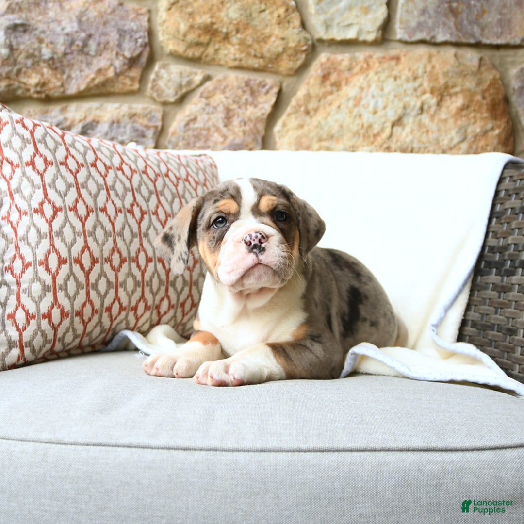 Olde English Bulldogge dogs for sale: Reba - Image 5