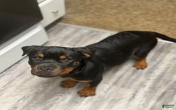 Rottweiler dogs for sale: Hope - Image 5