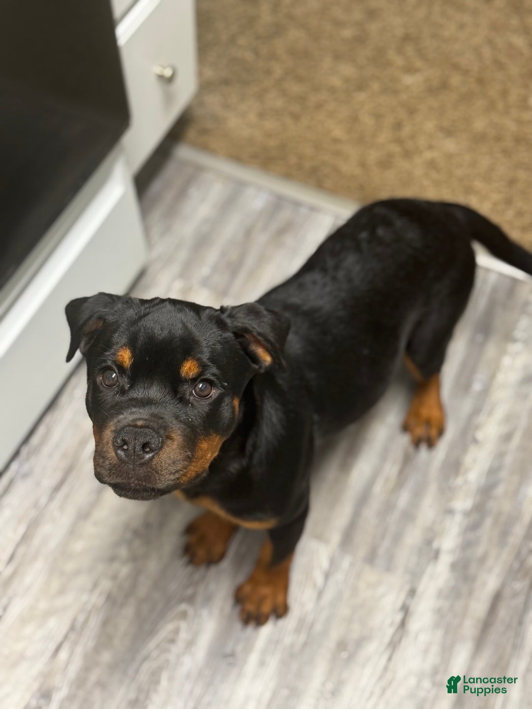 Rottweiler dogs for sale: Hope - Image 5