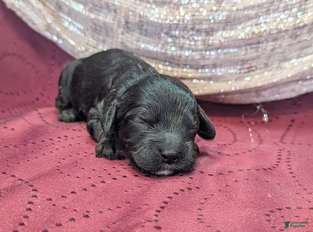 Cockapoo dogs for sale: Emily - Image 1