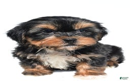 Shorkie dogs for sale: Wren - Image 2