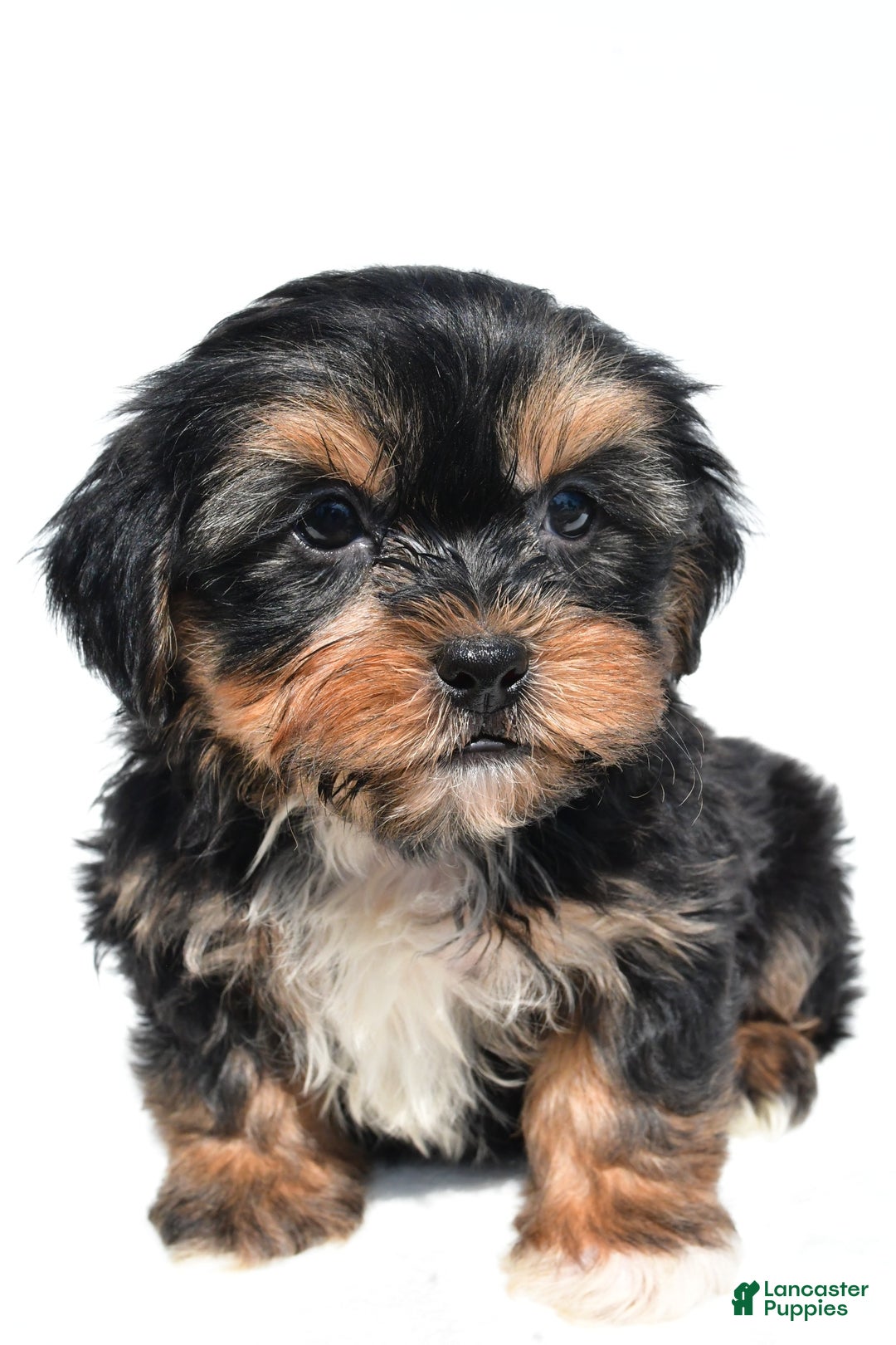 Shorkie dogs for sale: Wren - Image 2