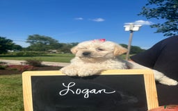 Yochon dogs for sale: Logan - Image 3
