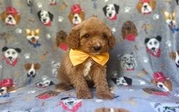 Cavapoo dogs for sale: Kade - Image 4