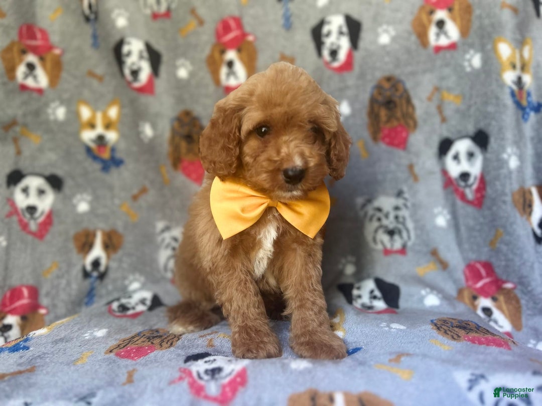 Cavapoo dogs for sale: Kade - Image 4