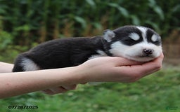 Alaskan Malamute dogs for sale: Balto - Image 2