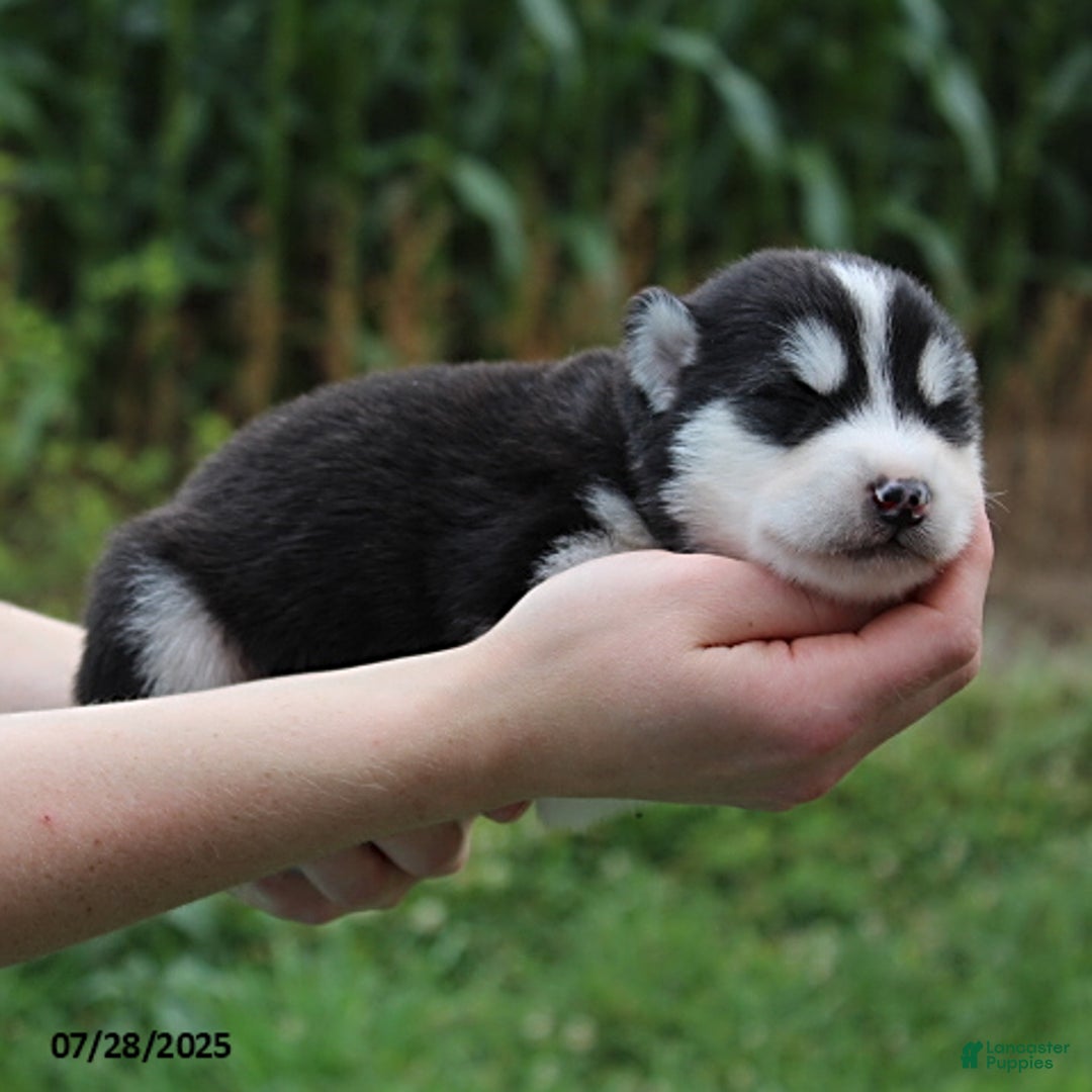 Alaskan Malamute dogs for sale: Balto - Image 2
