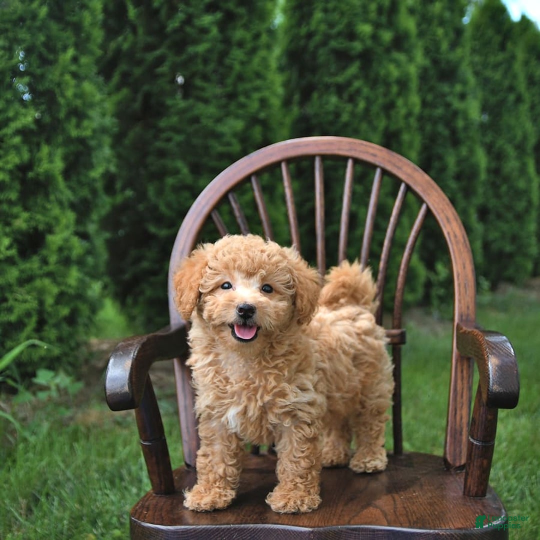 Mini Goldendoodle dogs for sale: Mia - Image 2
